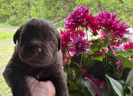 a person holding a labrador retriever puppy